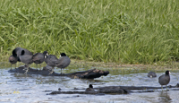 American Coots 7455